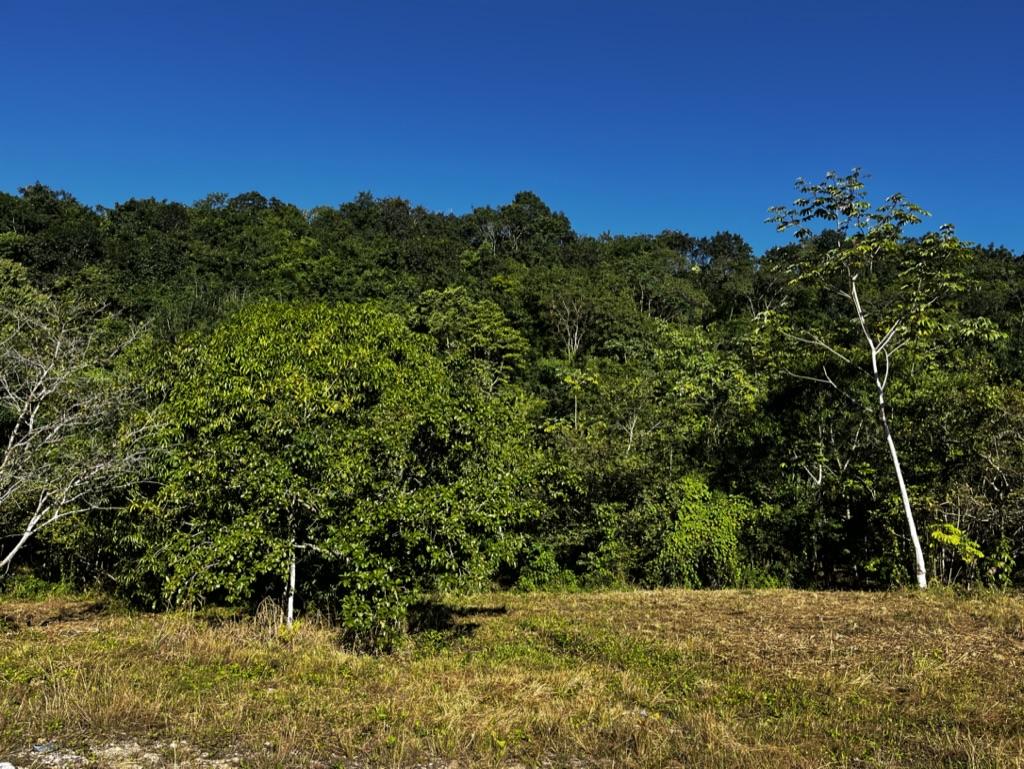 20 Acres Hummingbird Highway frontage, with Electricity and water, 6 miles away from Belmopan