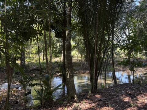 🌿 *12 Acres of Pure Belizean Paradise — Citrus Orchard (a small one), Pasture, Hills & Seasonal Creek!* 🌿   *Off-Grid Beauty Just Minutes from the Scenic Hummingbird Highway.
