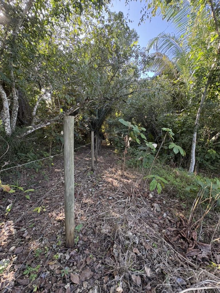 Almost 40 acres of beautiful land along Belize River on the Young Gal road, 15 minutes from the George Price Highway