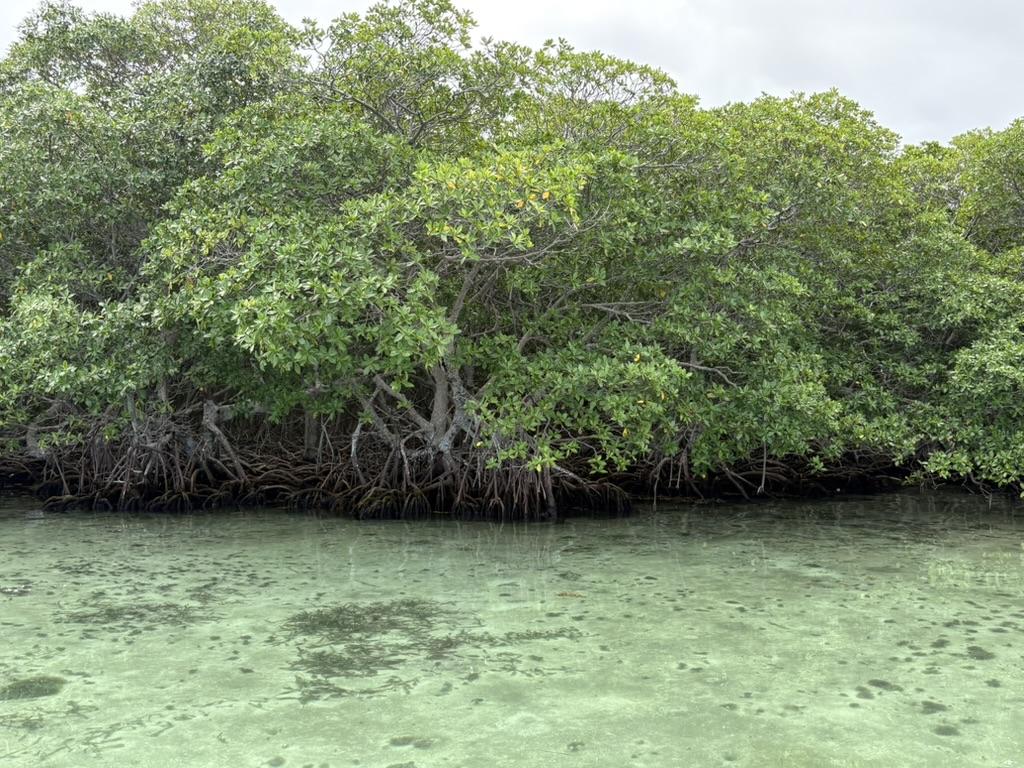 Seafront 1 acre lot on Southern Long Caye.