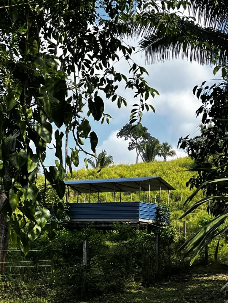 81 acres near Belmopan, in Agua Viva, creek, pastures and jungle with insane views!